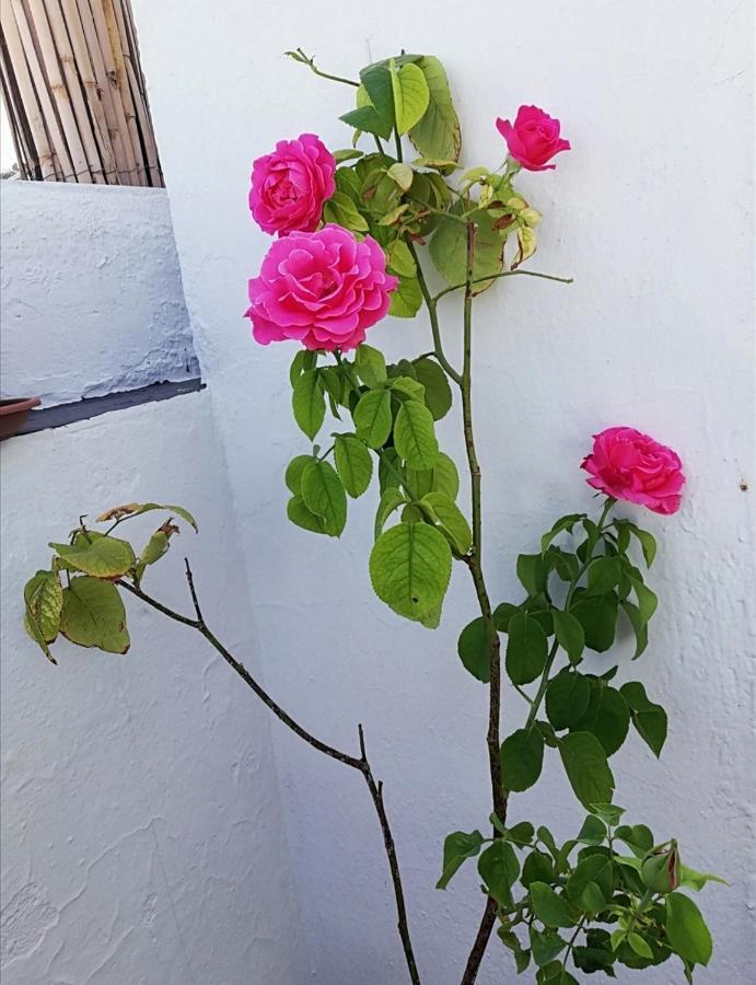 Appartement Medina Baguh à Priego de Córdoba Extérieur photo